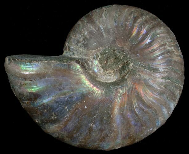 Silver Iridescent Ammonite - Madagascar #6860
